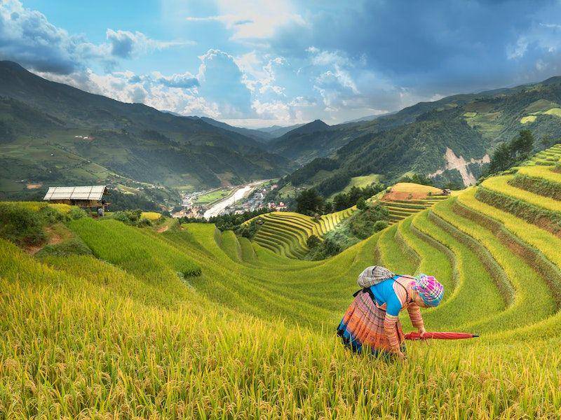 ilustrasi meningkatnya hasil panen (pexels.com/Quang Nguyen Vinh)