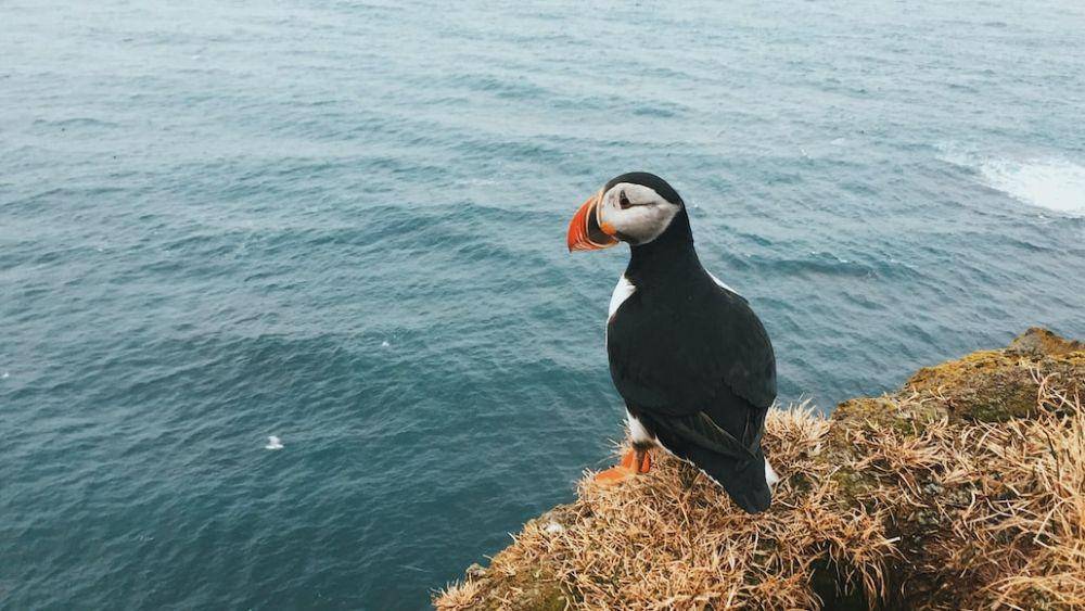 burung puffin di Latrabjarg, Islandia (unsplash.com/nicholaskampouris)