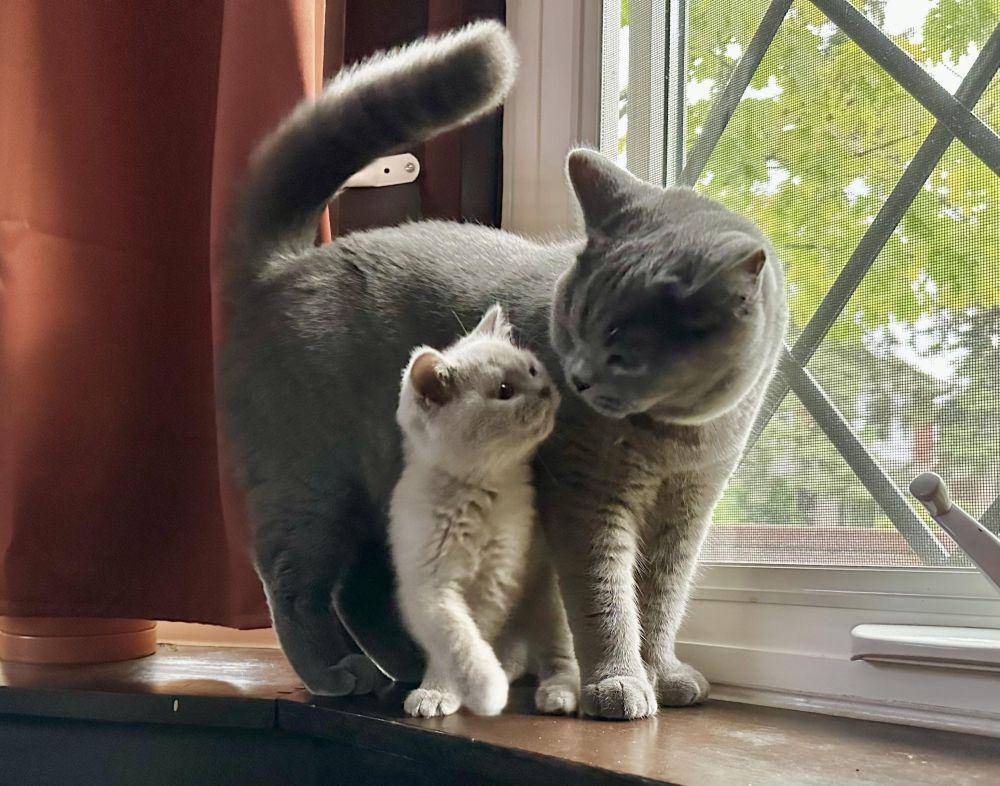 potret keakraban kucing dengan saudaranya (reddit.com/user/samspastic)