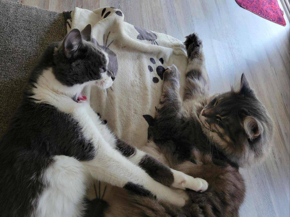 potret keakraban kucing dengan saudaranya (reddit.com/user/ShadeeLeeann)