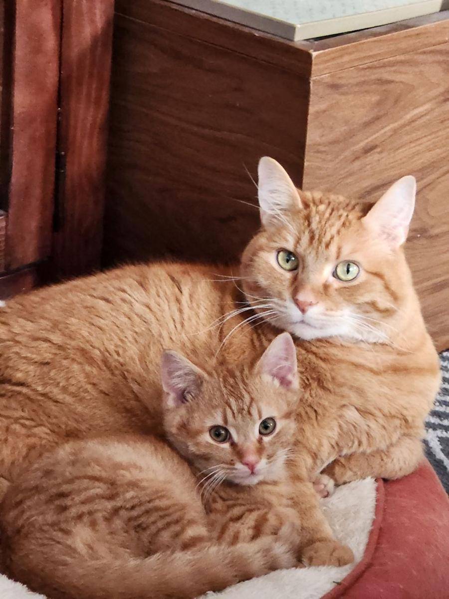 potret keakraban kucing dengan saudaranya (reddit.com/user/Mo-ree)
