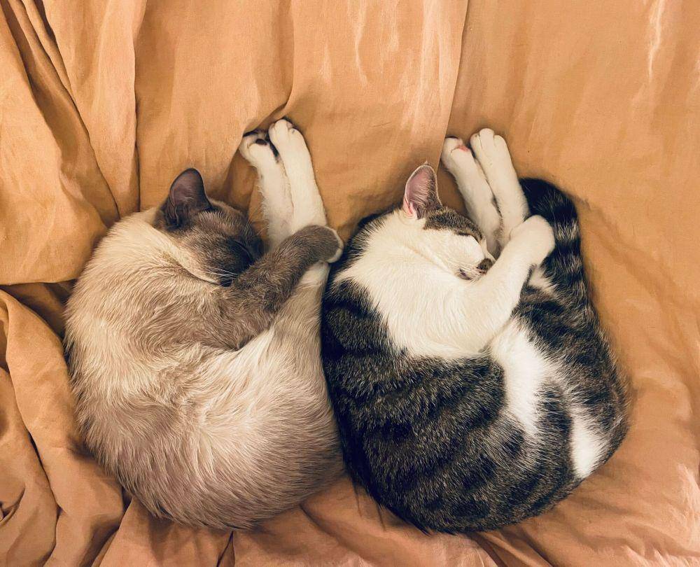 potret keakraban kucing dengan saudaranya (reddit.com/user/animabot)