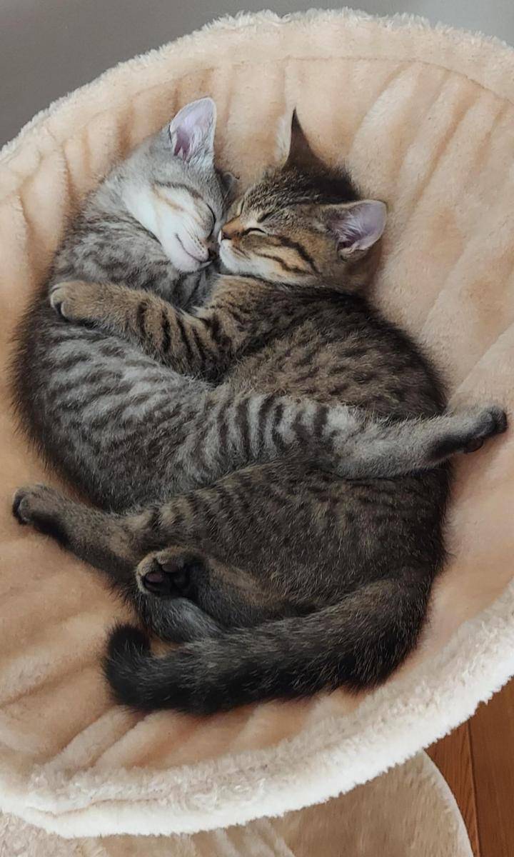 potret keakraban kucing dengan saudaranya (reddit.com/user/noknam)