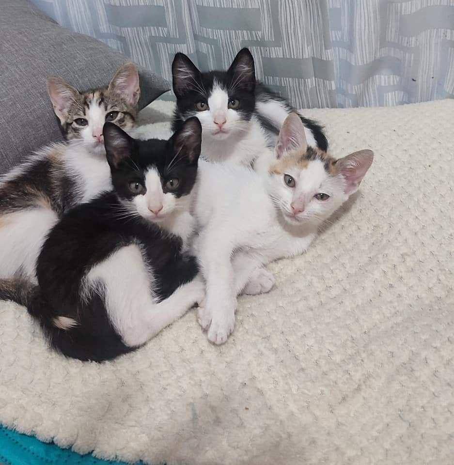 potret keakraban kucing dengan saudaranya (reddit.com/user/MargaritaaSC)