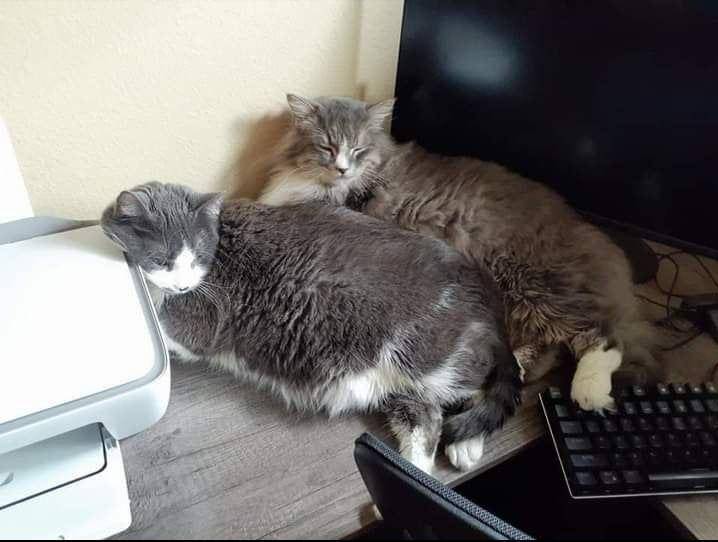 potret keakraban kucing dengan saudaranya (reddit.com/user/lzharsh)