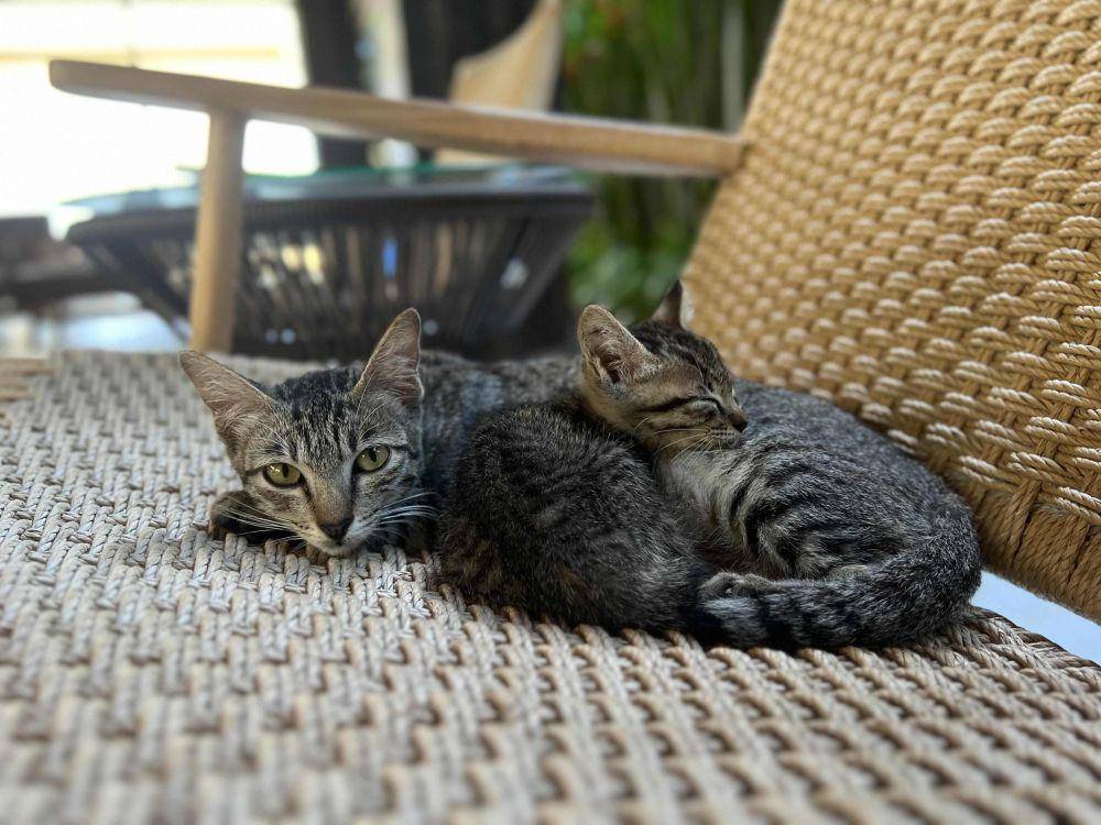 potret keakraban kucing dengan saudaranya (reddit.com/user/conniiculus)