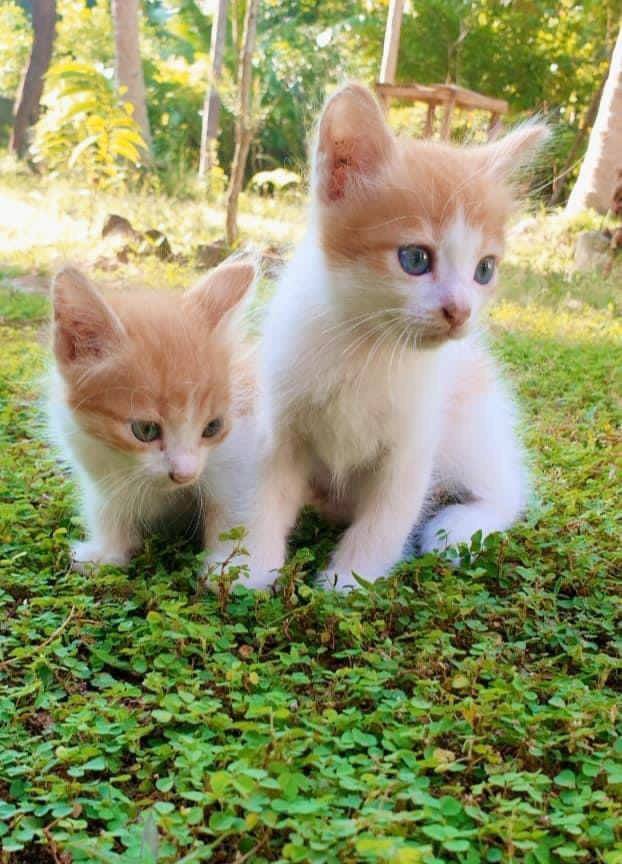 potret keakraban kucing dengan saudaranya (reddit.com/user/Hela_Musu_Products)