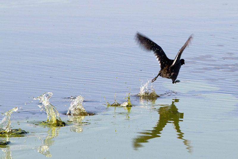 Burung coot berlari di atas air untuk terbang. (commons.wikimedia.org/Greg Hume)