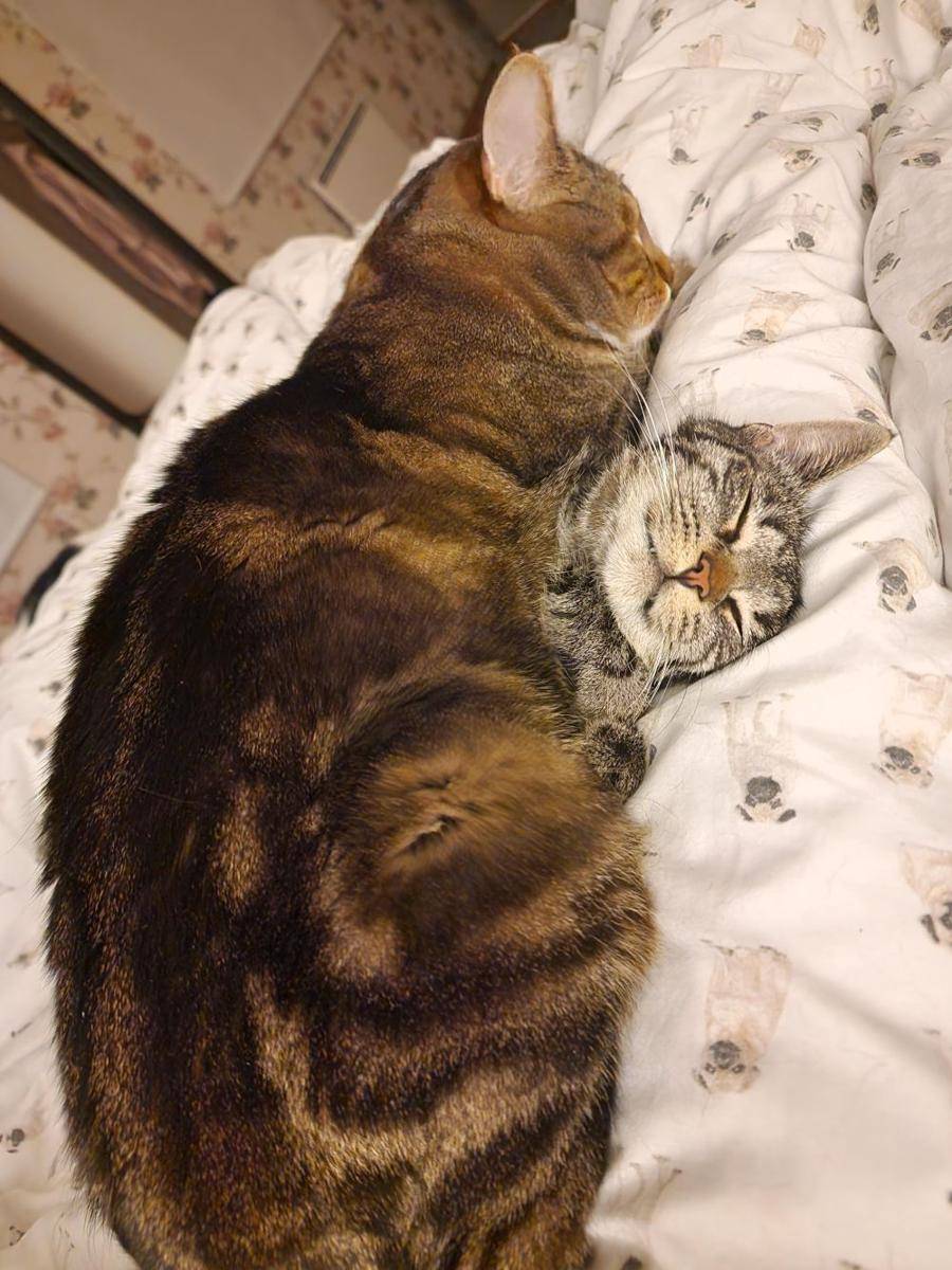 potret keakraban kucing dengan saudaranya (reddit.com/user/Pennykun)