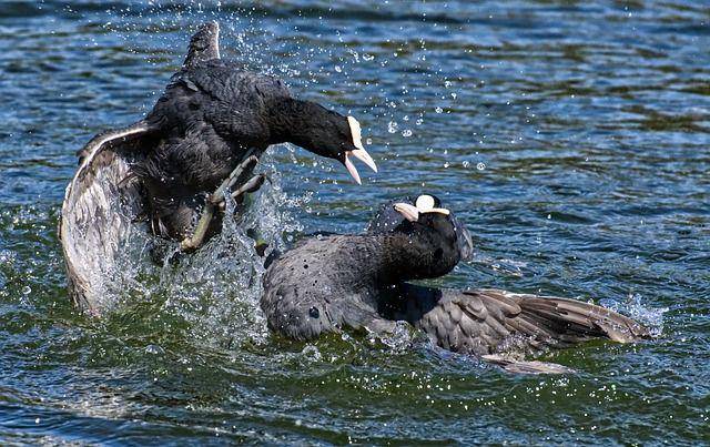 burung coot bertarung (pixabay.com/alexas_fotos-686414)