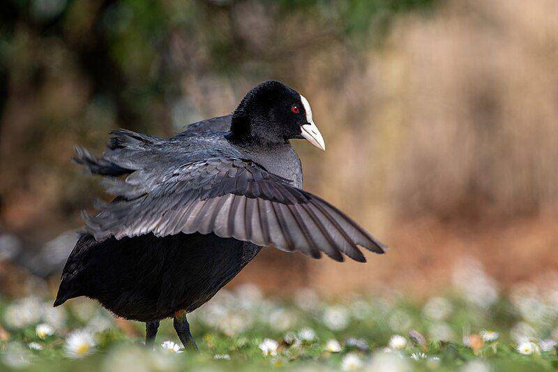 burung coot merentangkan sayap (commons.wikimedia.org/Alexis Lours)
