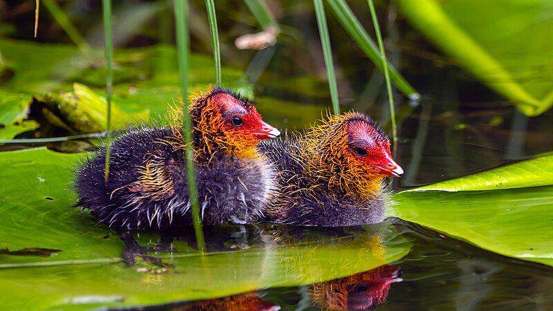tampak dekat anak burung coot (commons.wikimedia.org/Frans Berkelaar)