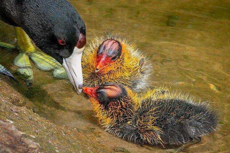 Induk burung coot memberi makan anak-anaknya. (commons.wikimedia.org/Channel City Camera Club)