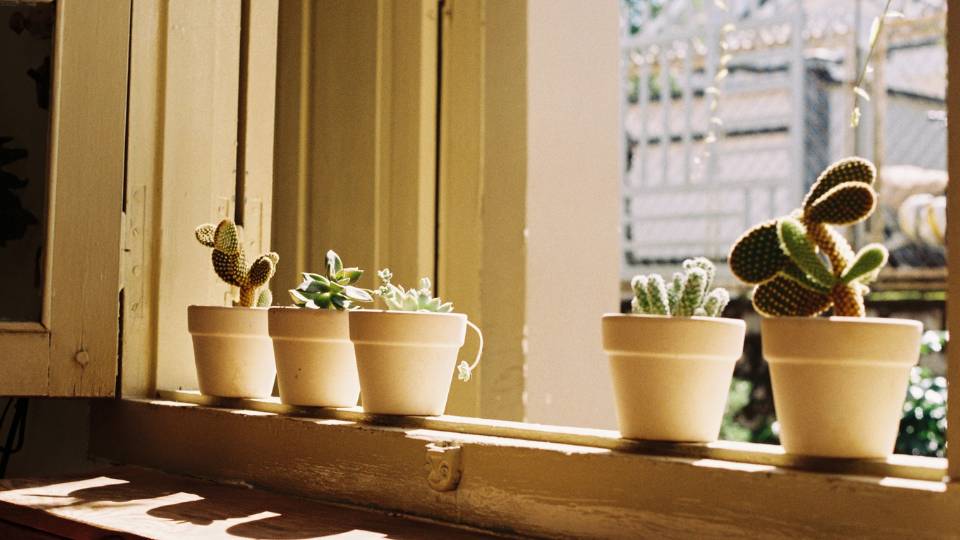 Bunga kaktus ditepi jendela (pexels.com/stayhereforu)