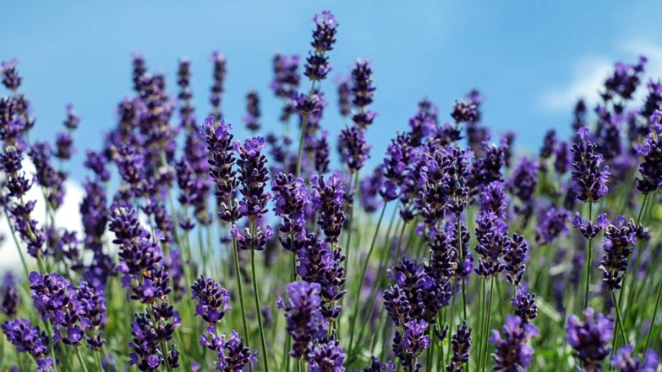 Bunga lavender (pixabay.com/Couleur)