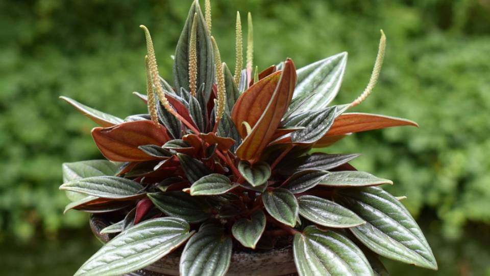 peperomia (pixabay.com/leoleobobeo)