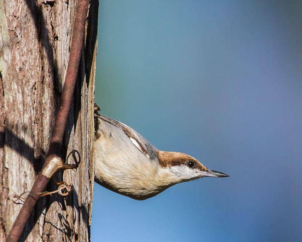 ilustrasi brown-headed nuthatch (commons.wikimedia.org/Andy Morffew)