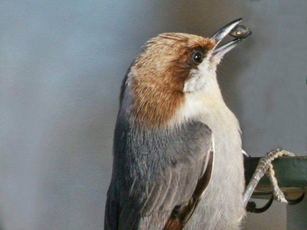 ilustrasi brown-headed nuthatch (commons.wikimedia.org/DickDaniels)