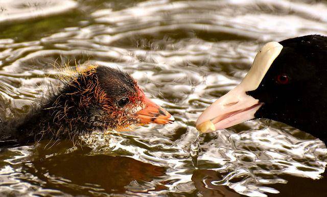 Induk burung coot memberi makan anaknya. (pixabay.com/alexas_fotos-686414)