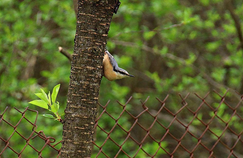 Hobi Memanjat Terbalik? yuk Ketahui 5 Fakta Unik Famili Sittidae!