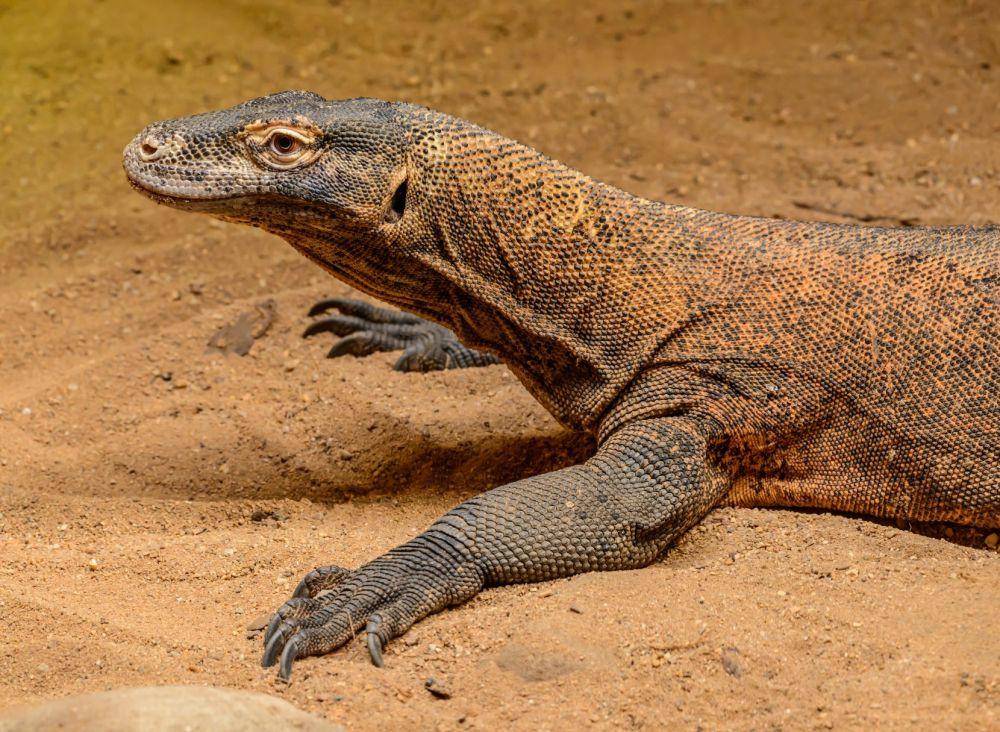 ilustrasi komodo (pexels.com/Petr Ganaj)