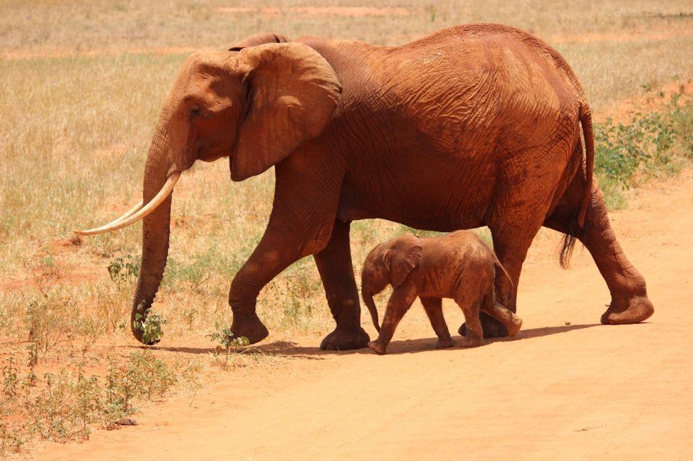 7 Hewan yang Melahirkan Satu Anak dalam Setiap Kehamilan