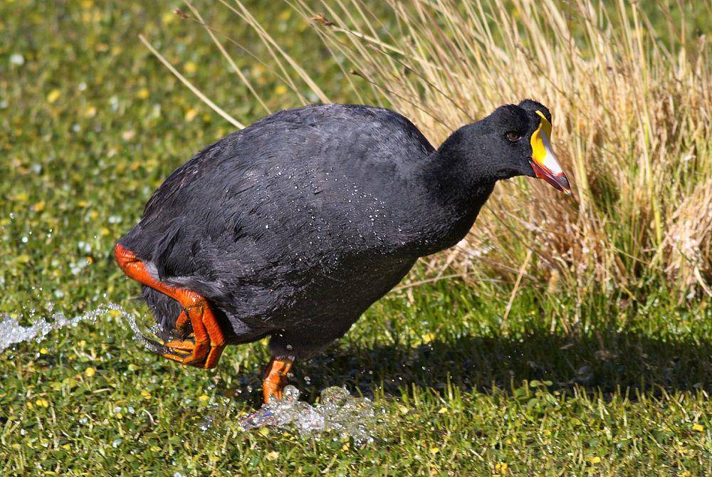 Burung giant coot berjalan di lahan basah. (commons.wikimedia.org/Robin Holler)