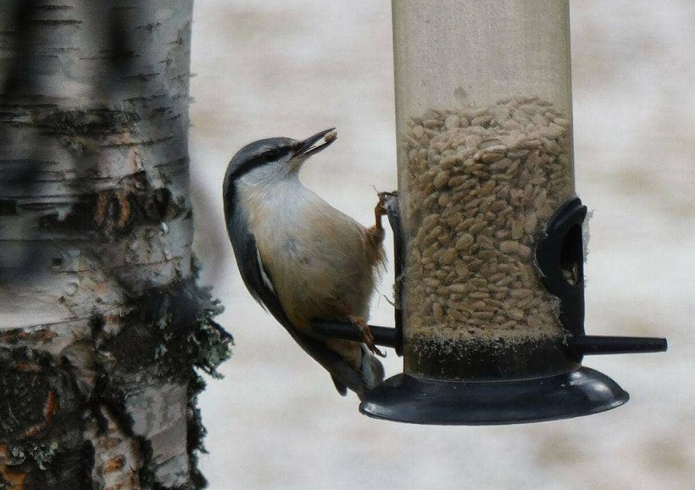 ilustrasi Eurasian nuthatch (commons.wikimedia.org/Bingar1234)