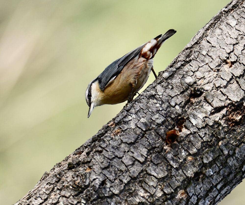 ilustrasi Eurasian nuthatch (commons.wikimedia.org/Luiz Lapa)
