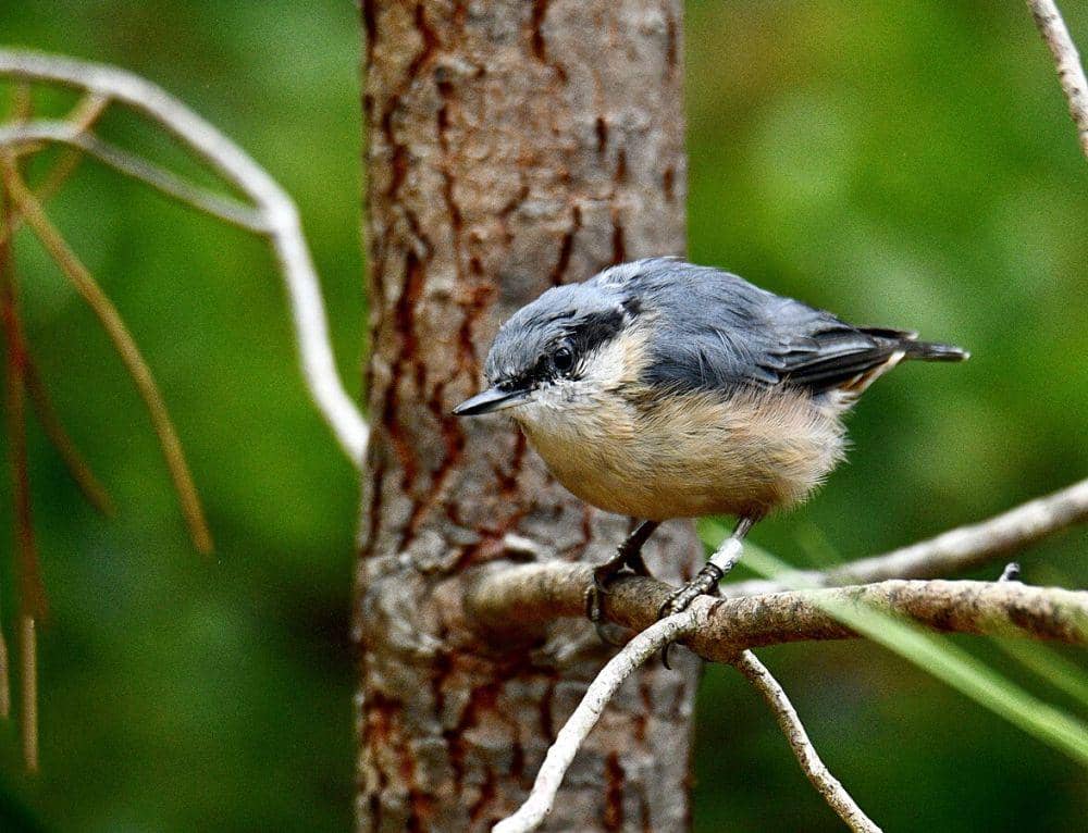 ilustrasi Eurasian nuthatch (commons.wikimedia.org/Luiz Lapa)