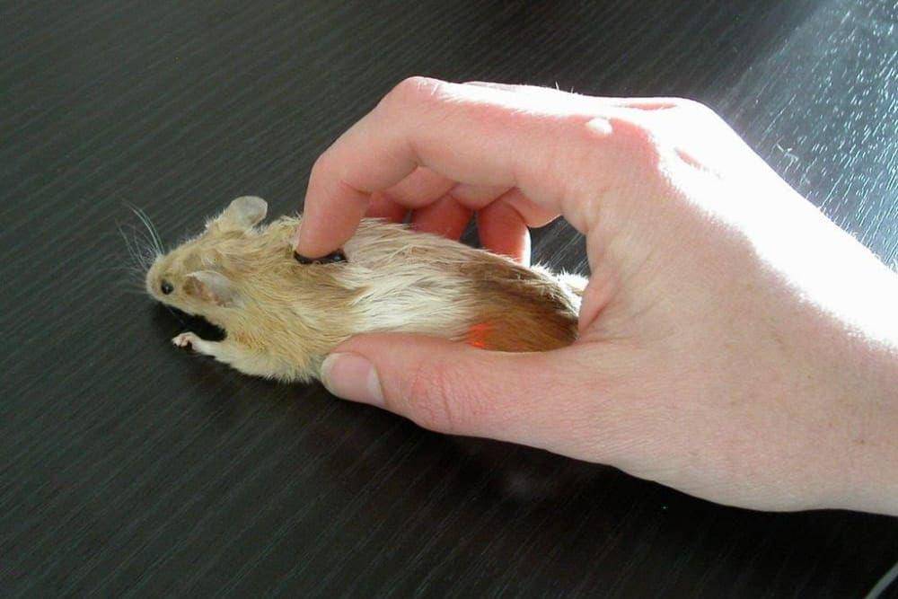 desain mouse yang unik (reddit.com/r/firefox)