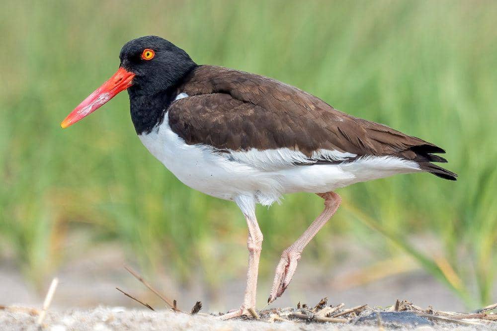 9 Fakta Unik Oystercatcher, si Cantik yang Ahli Makan Kerang