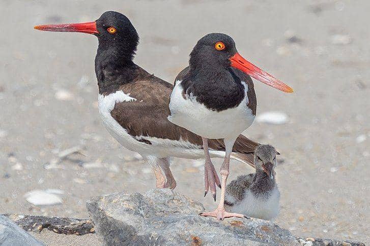 sepasang burung American oystercatcher dan anaknya (commons.wikimedia.org/Rhododendrites)