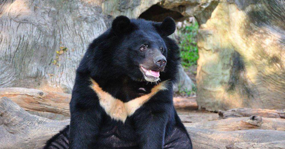 beruang hitam asia (a-z-animals.com)