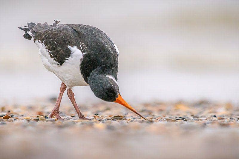 Burung oystercatcher mencari makan di pantai. (commons.wikimedia.org/Stephan Sprinz)