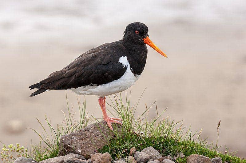 burung Eurasian oystercatcher (commons.wikimedia.org/Richard Bartz)