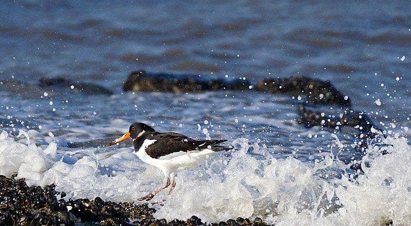 burung oystercatcher di tengah deburan ombak (commons.wikimedia.org/Jürgen Hamann)