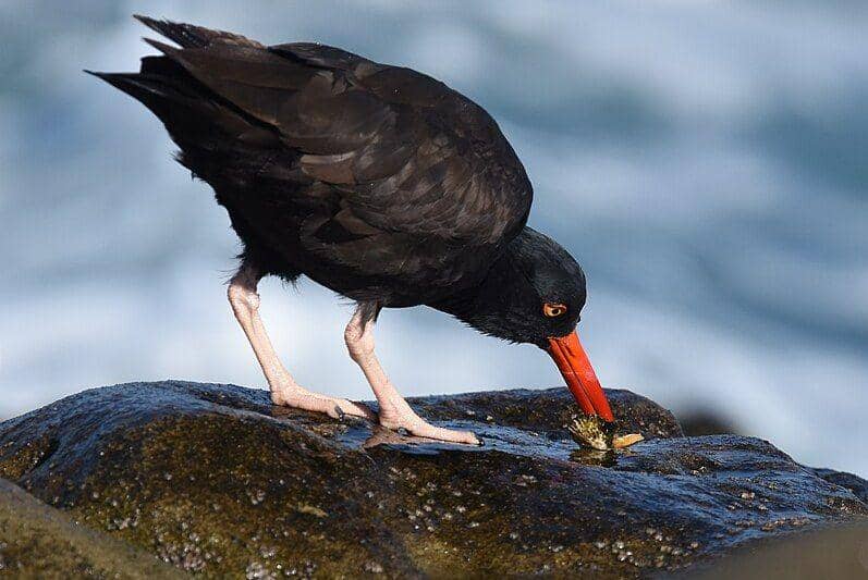 Burung oystercatcher memakan kerang buruannya. (commons.wikimedia.org/Wildreturn)