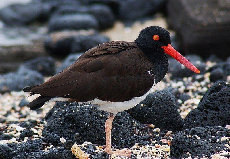 burung oystercatcher di Kepulauan Galapagos (commons.wikimedia.org/Peter Wilton)