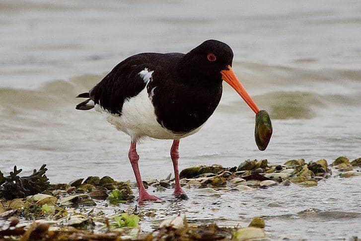Burung oystercatcher membawa kerang buruannya. (commons.wikimedia.org/Basar)