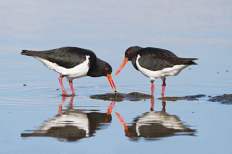 burung pied oystercatcher di Australia (commons.wikimedia.org/JJ Harrison)