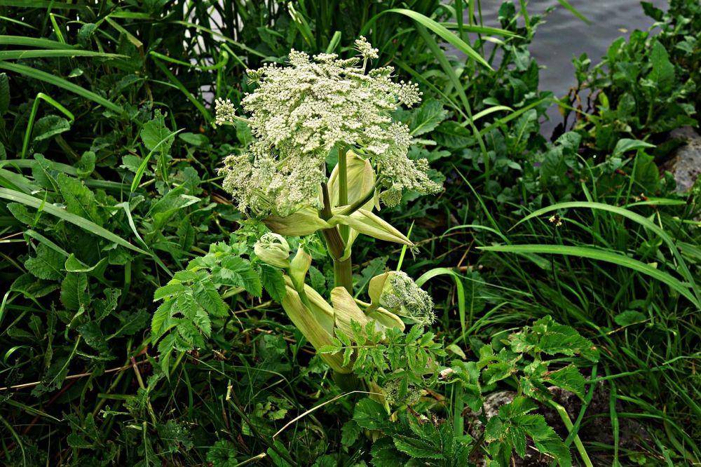 ilustrasi hogweed raksasa (pixabay.com/mabel amber)