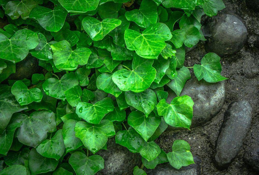 ilustrasi daun ivy (pixabay.com/jeonsango)
