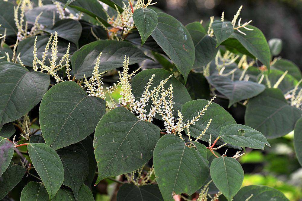 ilustrasi knotweed jepang (pixabay.com/hoerwin56)