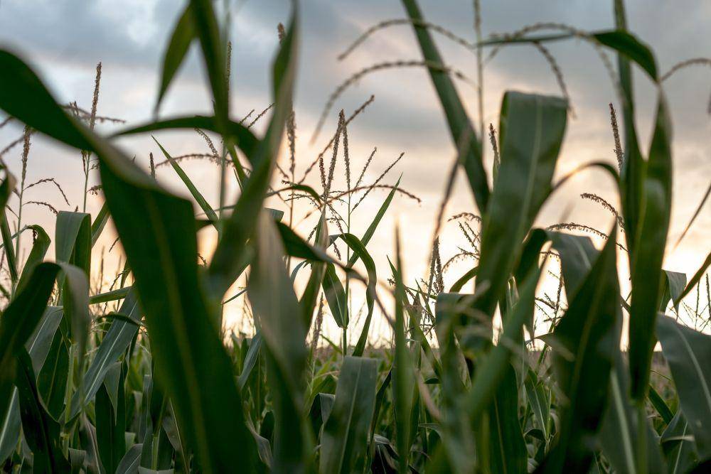Ladang jagung (pexels.com/Dan Cristian)