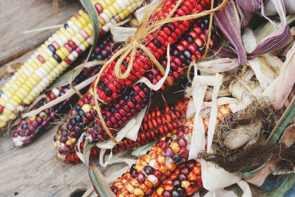 Jagung multiwarna (pexels.com/Madison Inouye)