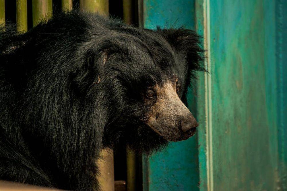 sloth bear (pexels.com/Kevin Bidwell)