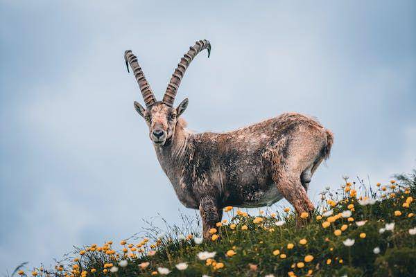 ilustrasi kambing (pexels.com/ Felix Mittermeier)
