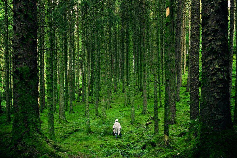 ilustrasi hutan (pexels.com/Luis del Río)