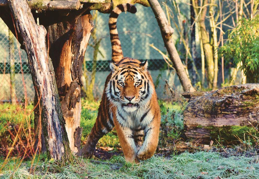 Wabah Flu Burung Bunuh Puluhan Harimau di Kebun Binatang Vietnam